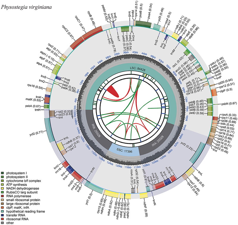 Complete chloroplast genome structural and phylogenetic analysis of <i>Physostegia virginiana</i> (L.) Benth. 1930 (Lamiaceae).