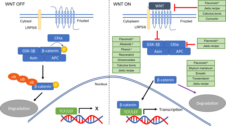 Natural Bioactive Compounds Targeting the Wnt/β-Catenin Pathway for the Treatment of Hepatocellular Carcinoma.