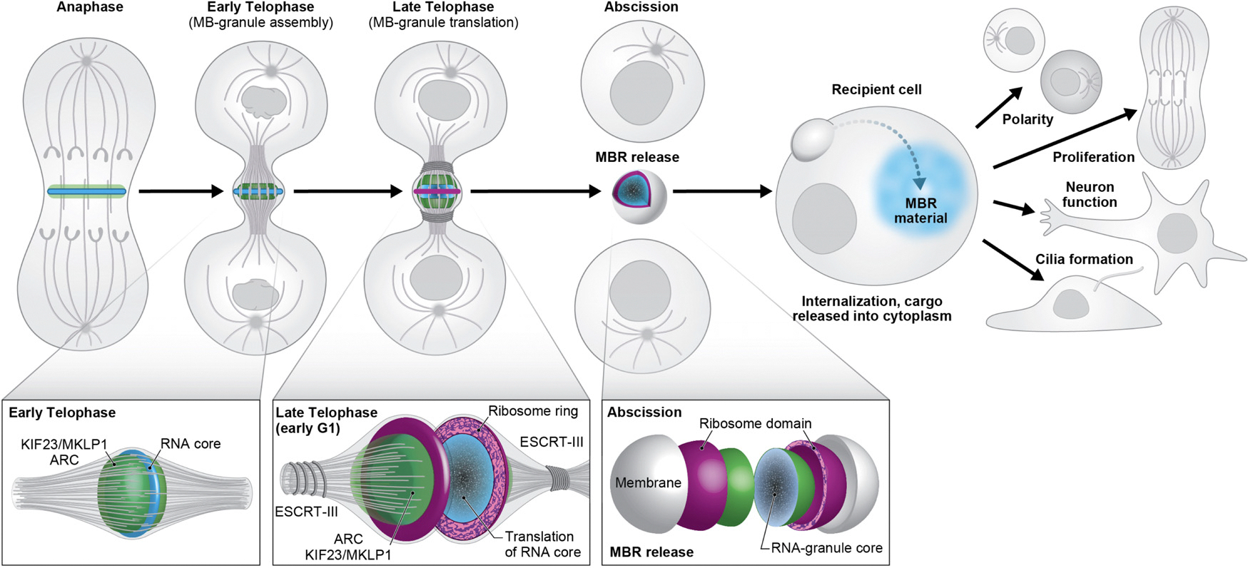 The midbody and midbody remnant: from cellular debris to signaling organelle with diagnostic and therapeutic potential.