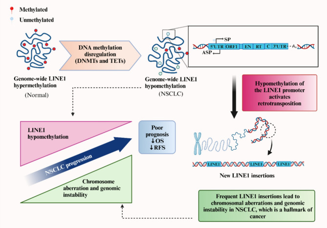 Long interspersed nuclear element 1 methylation in non-small cell lung cancer: implications for diagnosis, prognosis, and therapeutic targeting.