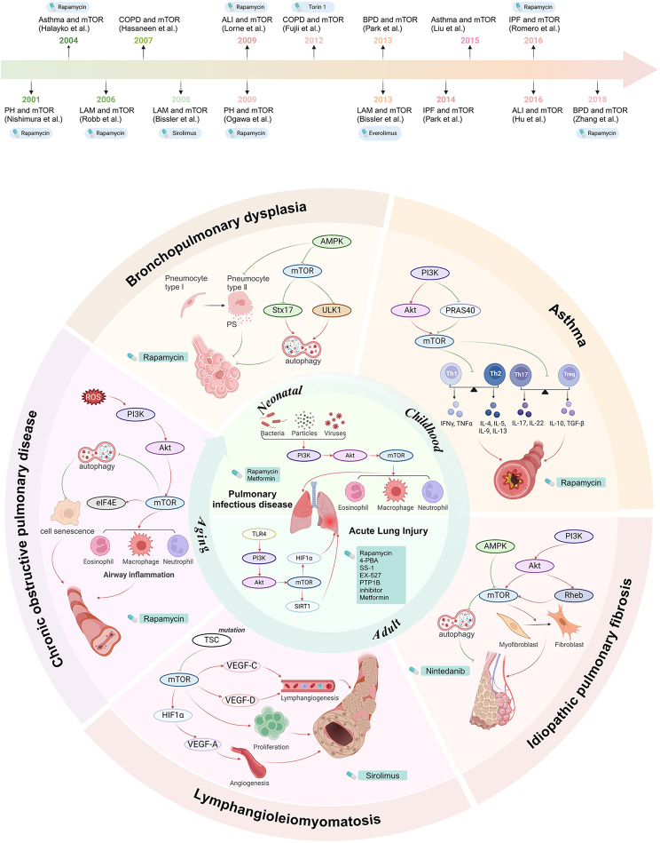 The dual role of mTOR signaling in lung development and adult lung diseases.