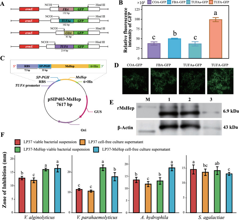 Construction and evaluation of recombinant Lactobacillus plantarum expressing Micropterus salmoides hepcidin.