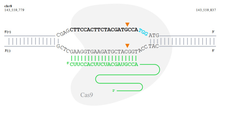 Protocol for Generation of Single-Gene Knockout in Hard-to-Transfect THP1 Cell Lines Using CRISPR/Cas9.
