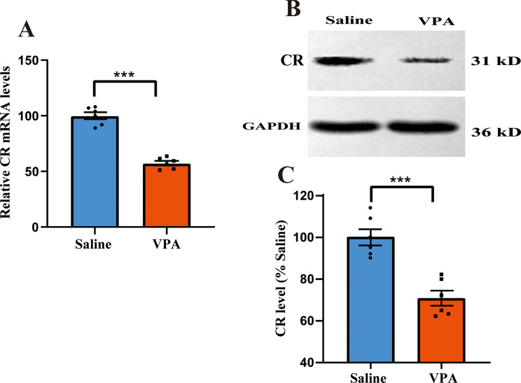 Deficiency of calretinin in prefrontal cortex causes behavioral deficits relevant to autism spectrum disorder in mice.