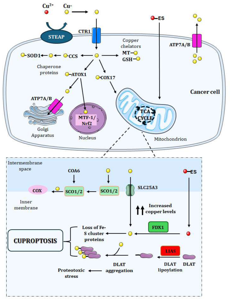 Cuproptosis: A Review on Mechanisms, Role in Solid and Hematological Tumors, and Association with Viral Infections.