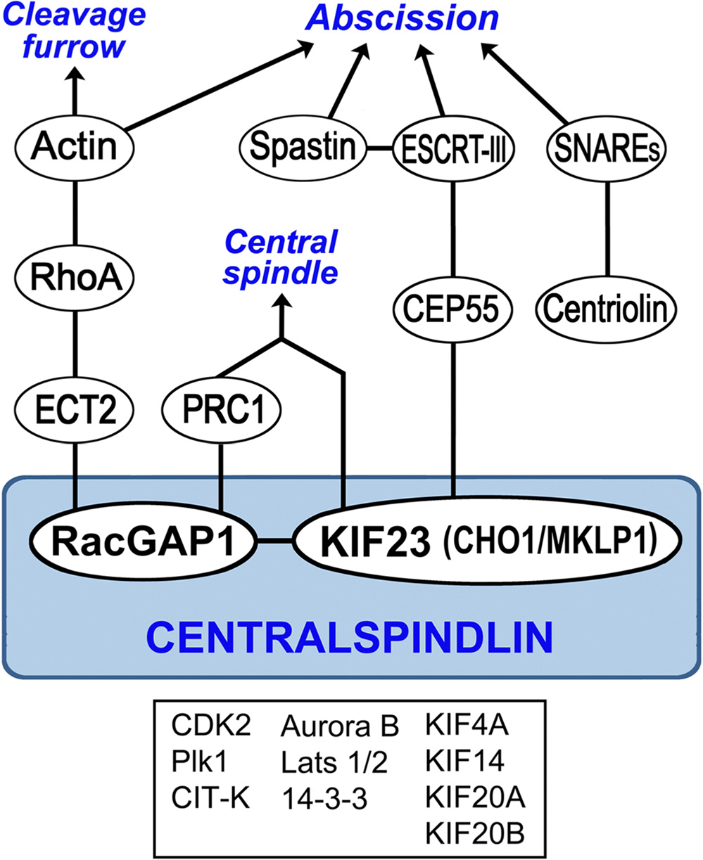 The midbody and midbody remnant: from cellular debris to signaling organelle with diagnostic and therapeutic potential.