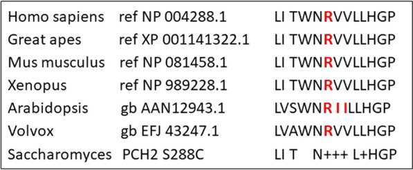 A homozygous TRIP13 pathogenic variant associated with familiar oocyte arrest and prematurely condensed sperm chromosomes.