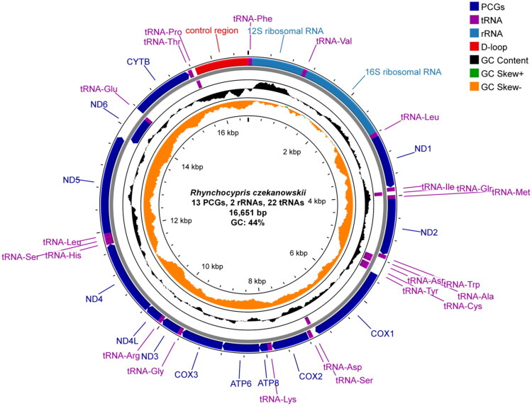 The complete mitochondrial genome of <i>Rhynchocypris czekanowskii</i> (Cypriniformes, Cyprinidae).
