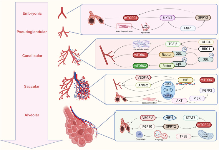 The dual role of mTOR signaling in lung development and adult lung diseases.