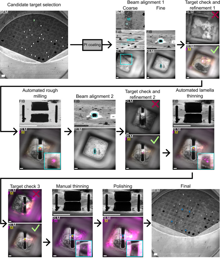 Workflow for Fluorescence-Targeted Lamella Milling From Vitrified Cells With a Coincident Fluorescence, Electron, and Ion Beam Microscope.
