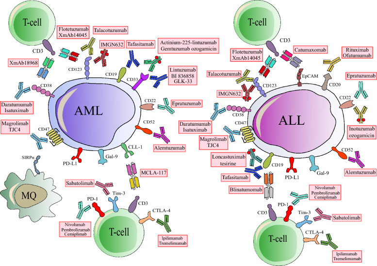 One step further in targeting acute leukemia by combining antibody-based immunotherapies and small molecule inhibitors.