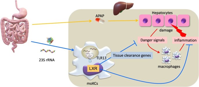 Innate immune responses to lysosomal nucleic acid stress.