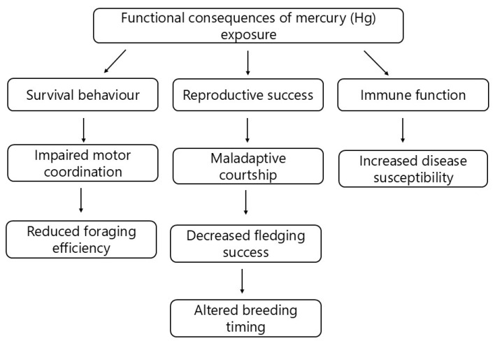 An Integrative Approach to Assessing the Impact of Mercury (Hg) on Avian Behaviour: From Molecule to Movement.