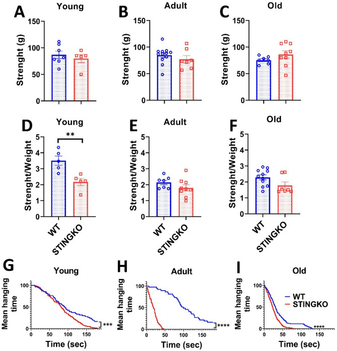 Loss of stimulator of interferon genes (STING) promotes accumulation of cholesterol and triglycerides throughout life in mice.