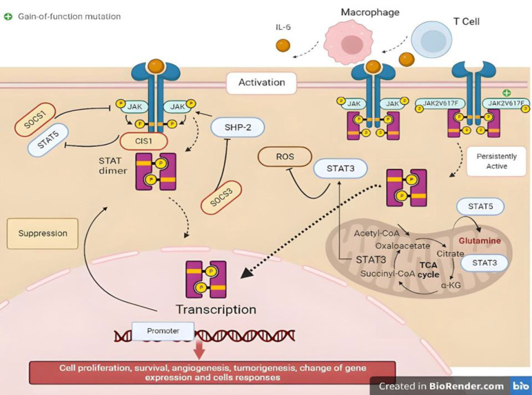 Navigating the Molecular Signaling: Deciphering Cancer Stem Cell Self-Renewal Pathways.