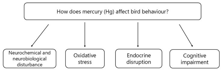An Integrative Approach to Assessing the Impact of Mercury (Hg) on Avian Behaviour: From Molecule to Movement.
