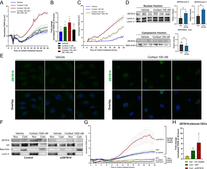 The glucocorticoid receptor is affected by its target ZBTB16 in a dissociated manner.