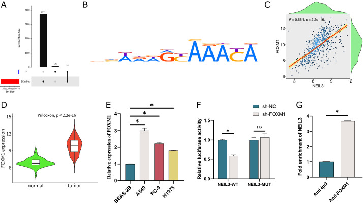 FOXM1 transcriptionally activates NEIL3 to inhibit ferroptosis in lung adenocarcinoma cells.