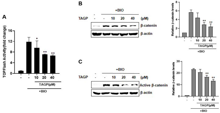 1,2,3,6-Tetra-O-Galloyl-β-D-Glucopyranose Induces Apoptosis and Ferroptosis in Colon Cancer Cells by Inhibiting the Wnt/β-Catenin Signaling Pathway.
