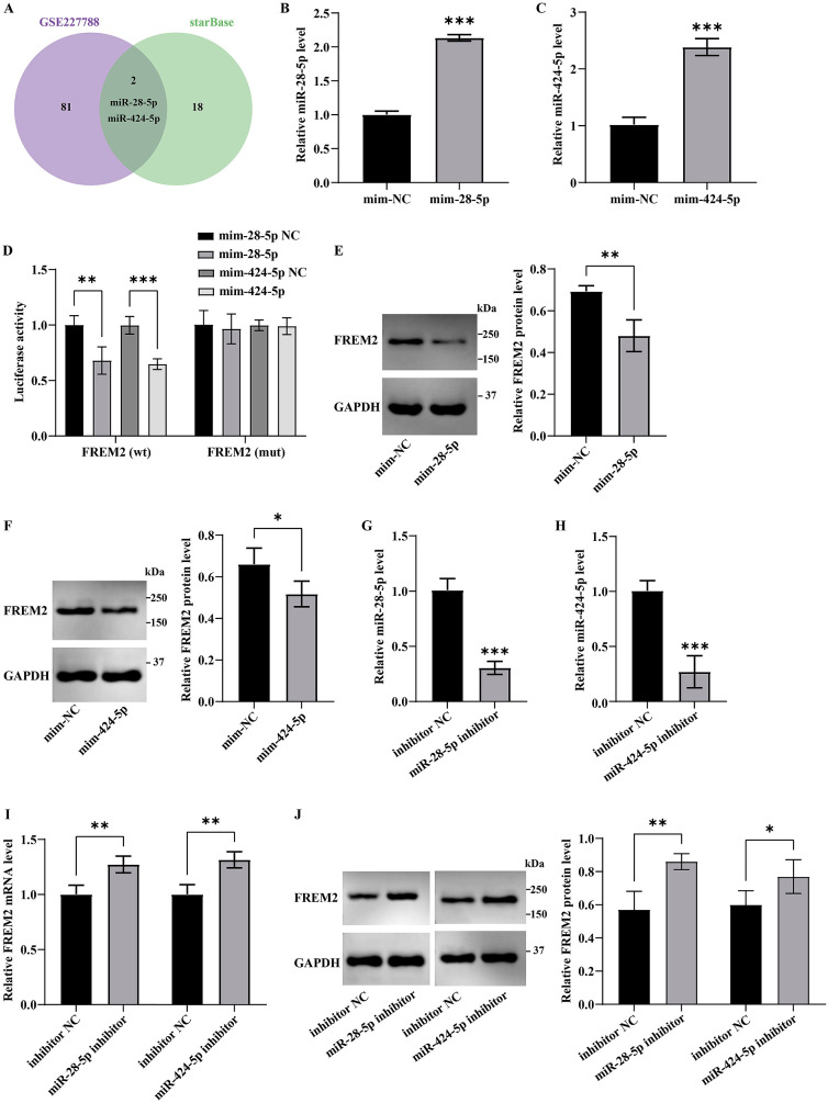 The predictive value of miR-28-5p and miR-424-5p in metabolic syndrome and their mechanism of action through regulation of Fras-1-related extracellular matrix protein 2.