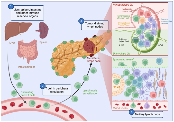 Beyond the tumor microenvironment: Orchestrating systemic T‑cell response for next‑generation cancer immunotherapy (Review).