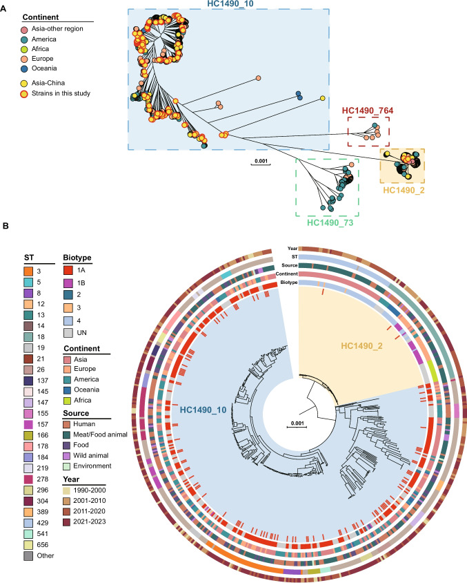Prevalence and genomic insights into Yersinia enterocolitica in Southeastern China (2008–2022)