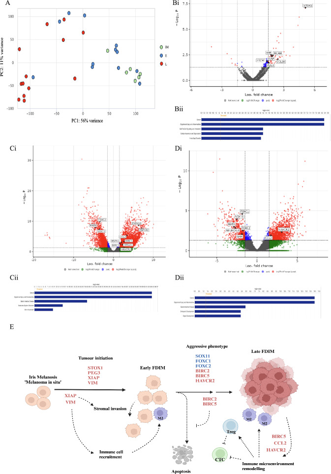 Uncovering the molecular signature of feline diffuse iris melanoma through transcriptomic analysis of disease severity.