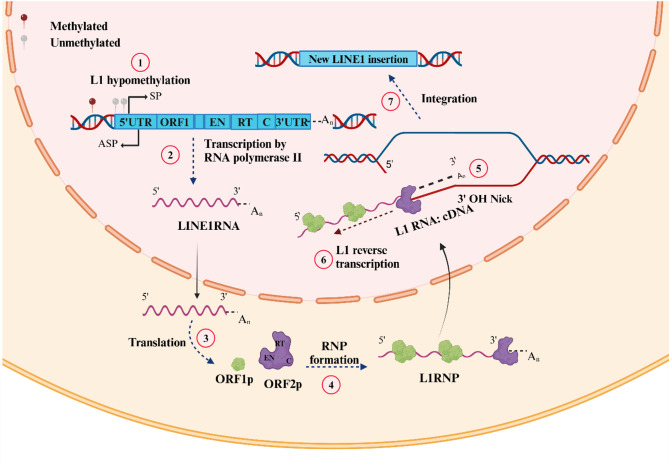Long interspersed nuclear element 1 methylation in non-small cell lung cancer: implications for diagnosis, prognosis, and therapeutic targeting.