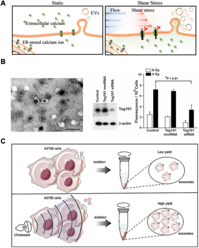 Physicochemical Modulation Strategies for Mass Production of Extracellular Vesicle.