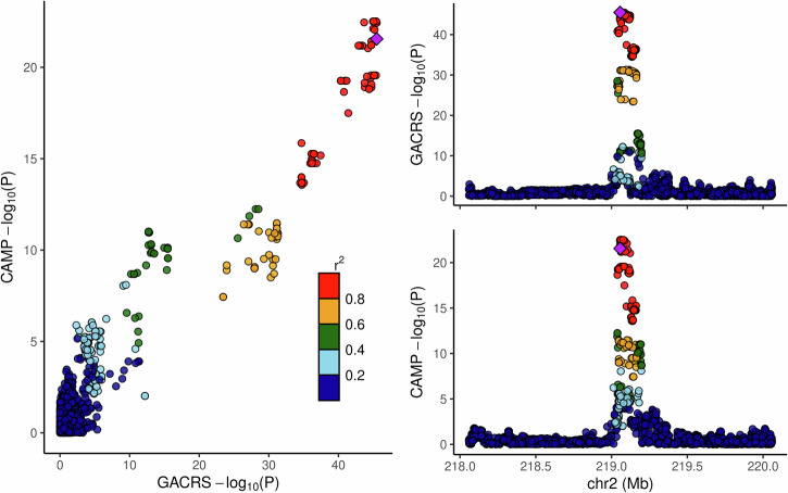 Serum microRNA expression quantitative trait loci in children with asthma colocalize with asthma-related GWAS results.