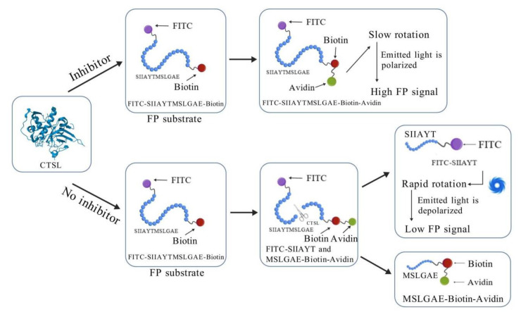 Fluorescence Polarization-Based High-Throughput Screening Assay for Inhibitors Targeting Cathepsin L.