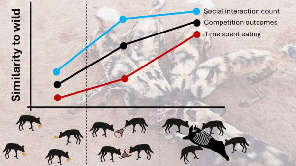 Effect of Carcass Feeds on Feeding Behavior and Social Interactions in Zoo-Based African Wild Dogs (Lycaon pictus).