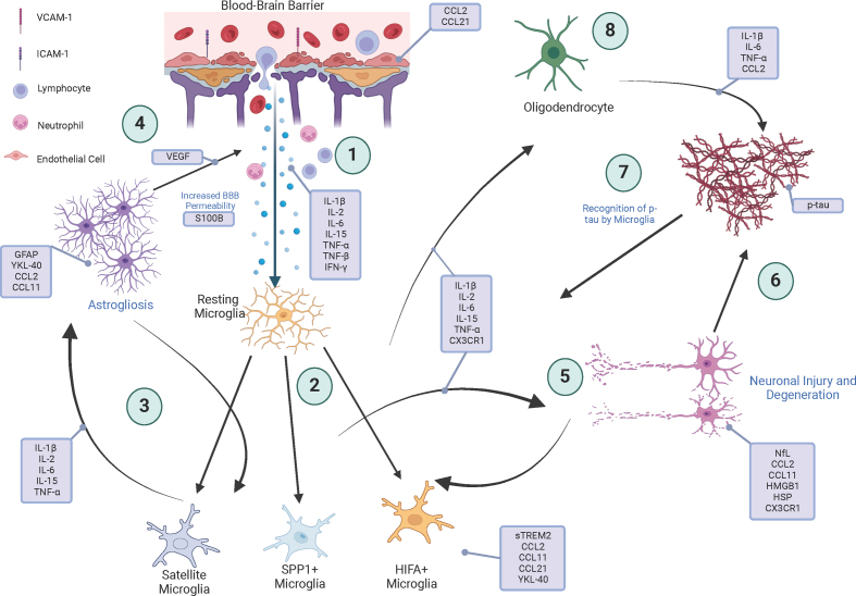 Neuroinflammatory mechanisms may help identify candidate biomarkers in chronic traumatic encephalopathy (CTE).