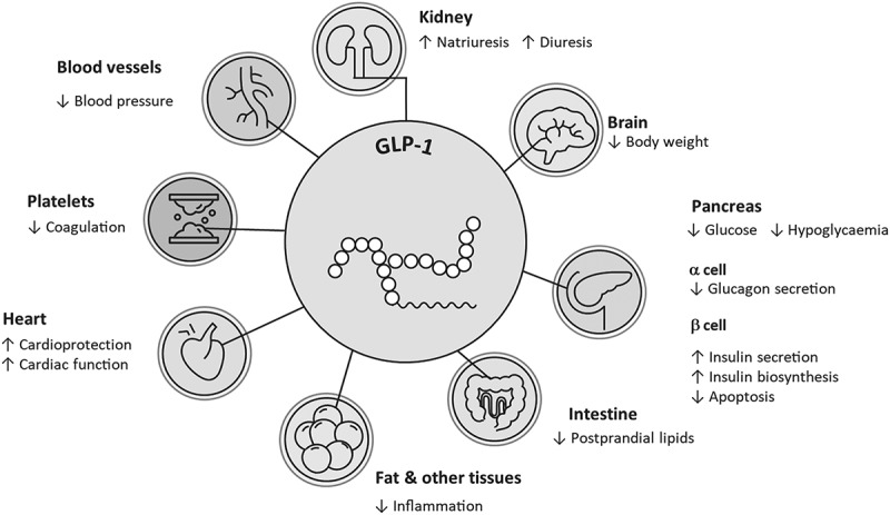 Semaglutide: a key medication for managing cardiovascular-kidney-metabolic syndrome.