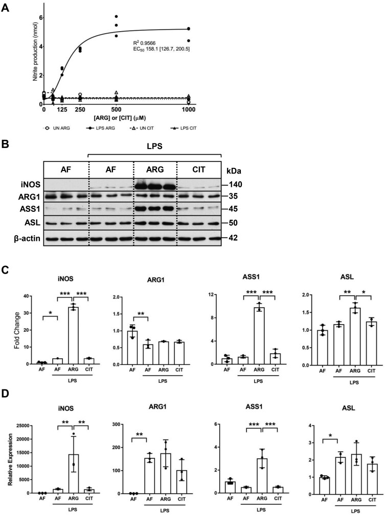 Exogenous arginine differentially regulates inflammatory cytokine and inducible nitric oxide synthase expression in macrophages.