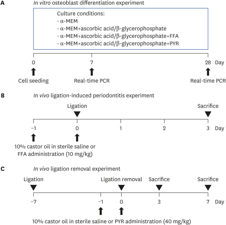 Flufenamic acid reduces alveolar bone loss and pyrazole 3 enhances alveolar bone recovery in periodontitis mice.