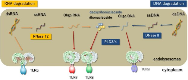 Innate immune responses to lysosomal nucleic acid stress.