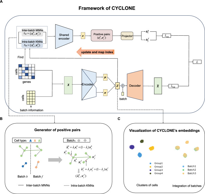 CYCLONE: recycle contrastive learning for integrating single-cell gene expression data.