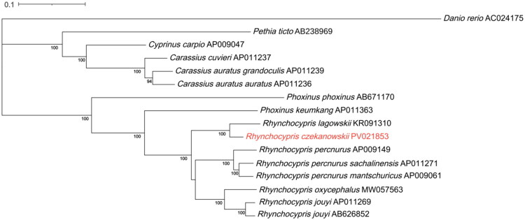 The complete mitochondrial genome of <i>Rhynchocypris czekanowskii</i> (Cypriniformes, Cyprinidae).