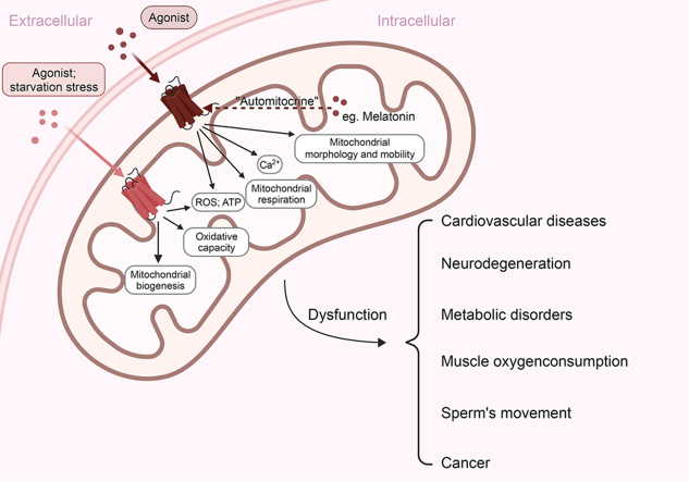 GPCRs identified on mitochondrial membranes: New therapeutic targets for diseases.