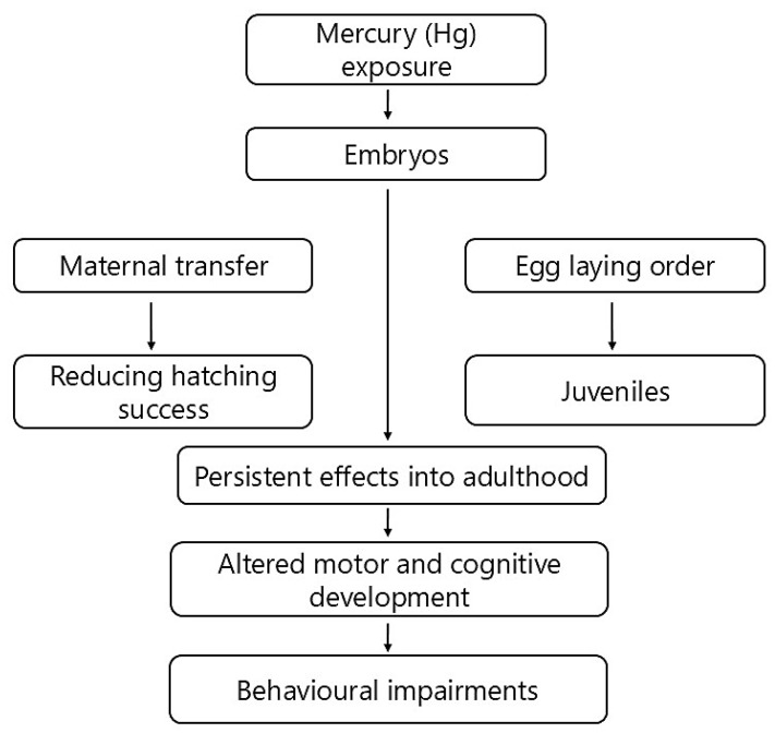 An Integrative Approach to Assessing the Impact of Mercury (Hg) on Avian Behaviour: From Molecule to Movement.