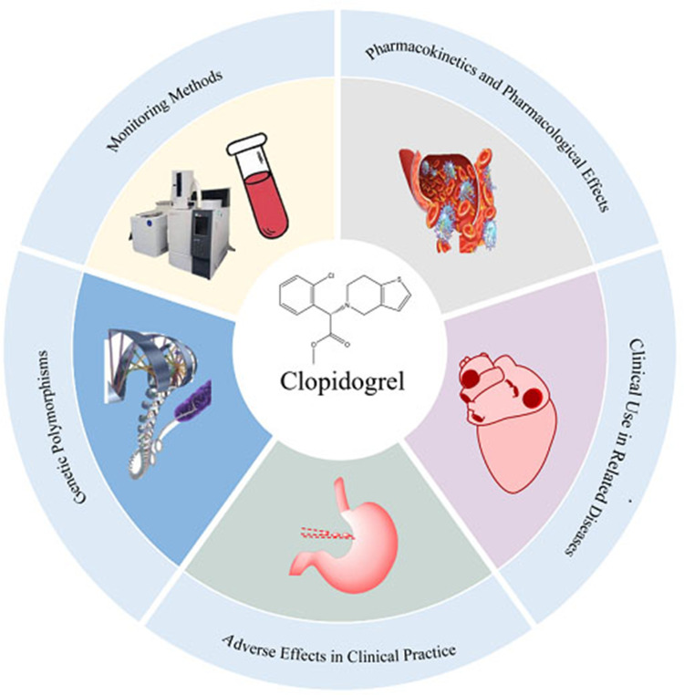 Advances in the Clinical Use of Clopidogrel: A Review of Individualized Treatment Strategies and Monitoring Optimization Based on Genetic Polymorphisms.