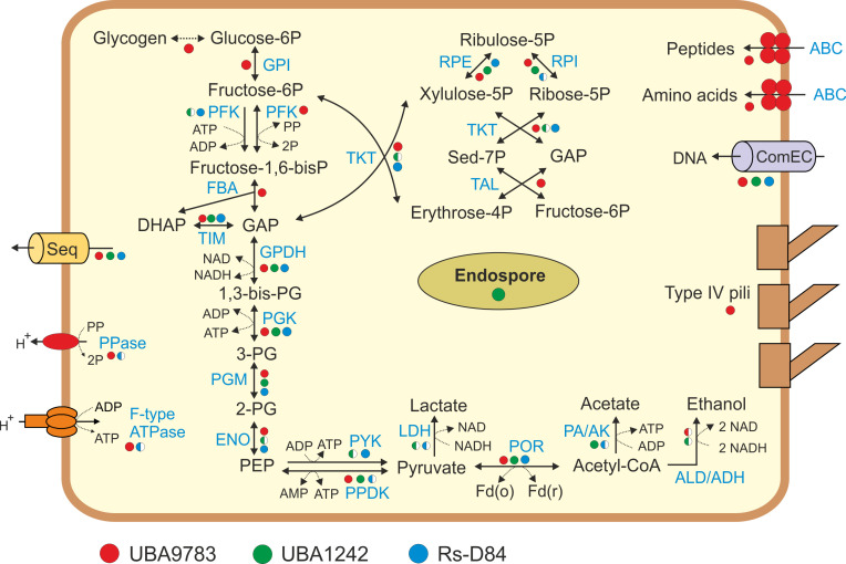 Novel lineages of bacteria with reduced genomes from the gut of farm animals.