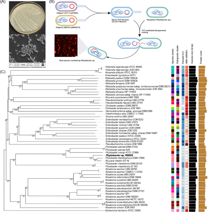 Phytobacter sp. RSE02 is a rice seed endophytic plant probiotic bacterium with human probiotic features and cholesterol-lowering ability.