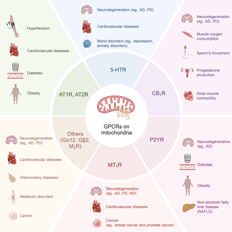GPCRs identified on mitochondrial membranes: New therapeutic targets for diseases.