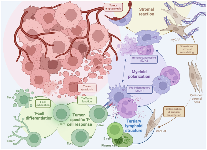 Beyond the tumor microenvironment: Orchestrating systemic T‑cell response for next‑generation cancer immunotherapy (Review).