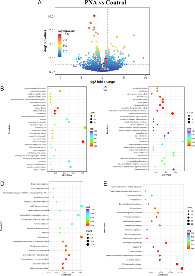Role of KNDy neurons in puberty onset in male offspring following prenatal androgen exposure.