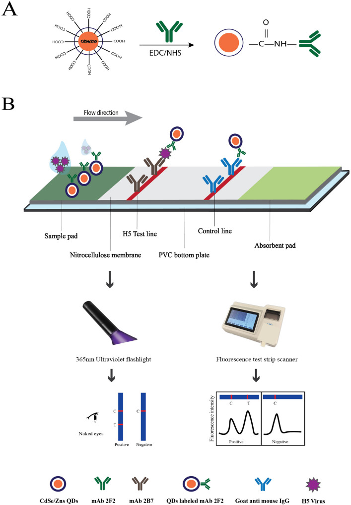 Quantum dot immunochromatographic strip for rapid and sensitive detection of H5 subtype avian influenza virus.