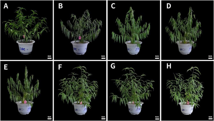 Transcriptome analysis of peach seedlings (<i>Prunus davidiana</i>) experiencing drought stress.