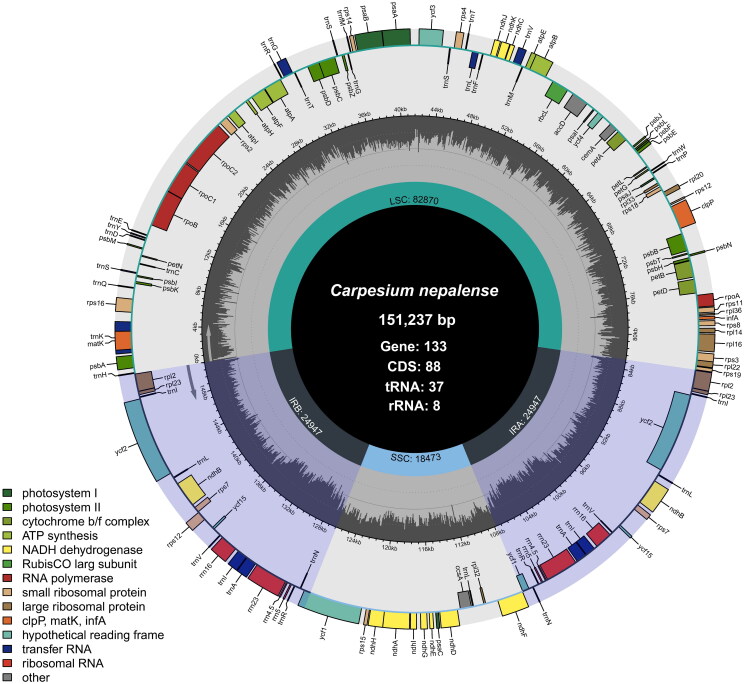 The complete chloroplast genome and phylogenetic status of <i>carpesium nepalense</i> less. 1831 (asteraceae).